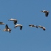 letiace pelikány