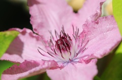 Clematis