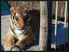 Sibírsky tiger fitness