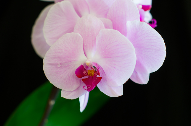 Orchidea