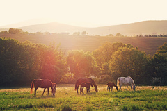 horses sunset