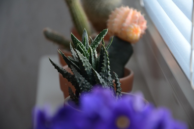dalsia skuska
