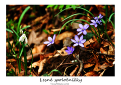 lesne spolocnicky