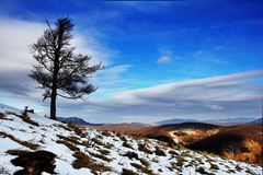 skalnata