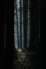 tajomna smrečina