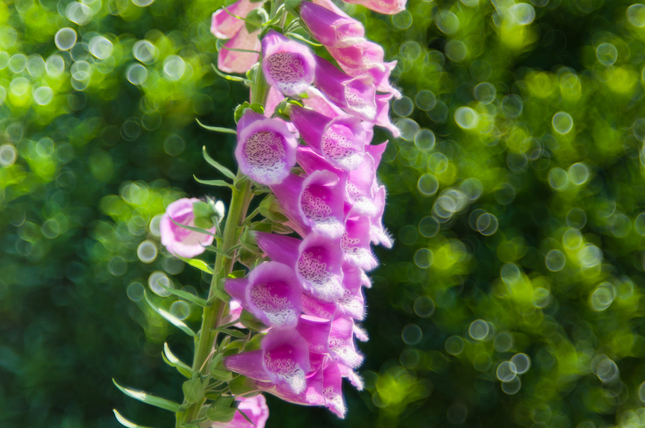 Digitalis