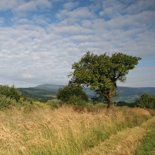 jablonka (od rochoviec)