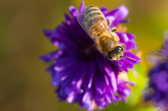 Autumn bee