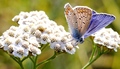 ButerFly