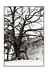 Newark castle
