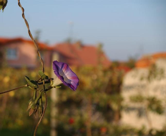 kvietok