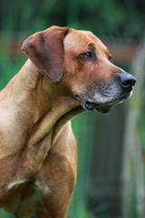 Ridgeback