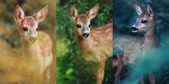 bambi