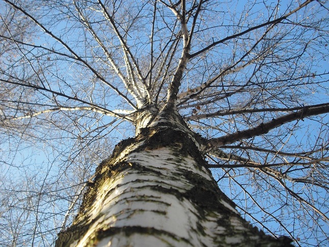 breza