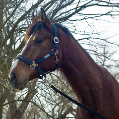 Eskadron