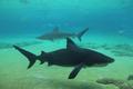 Bull sharks