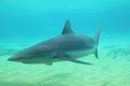 Bull shark