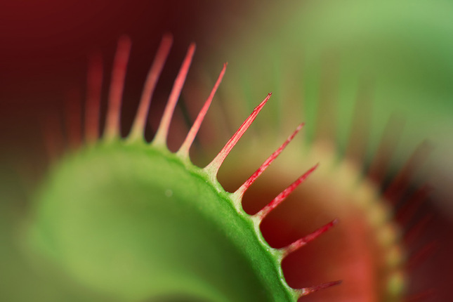 Dionaea