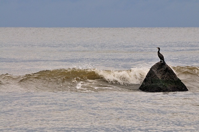 Phalacrocorax carbo