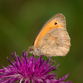 Small heath (butterfly)