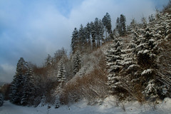 Lesná cesta