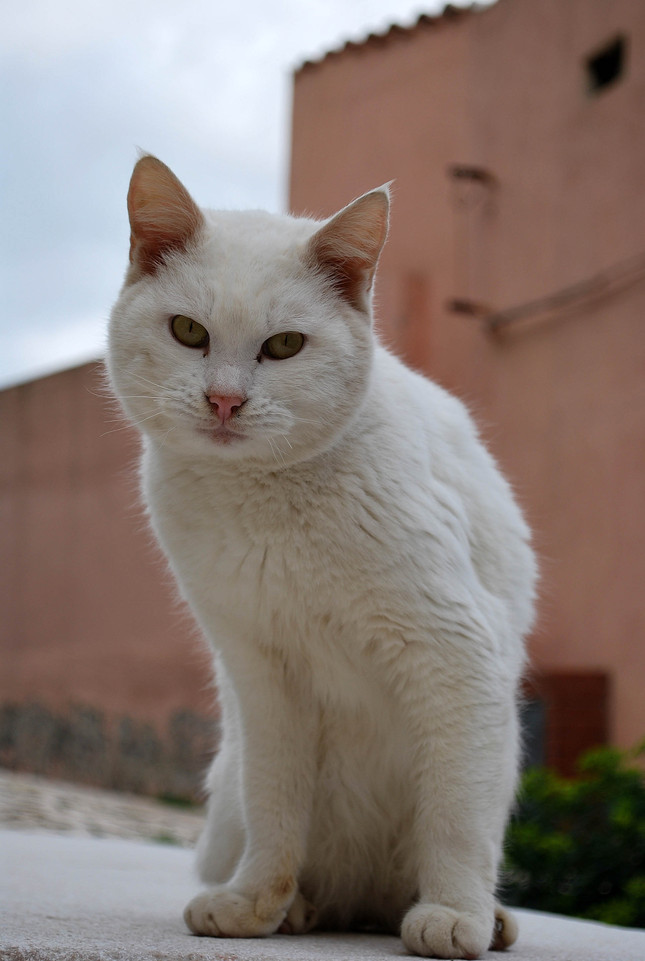cat