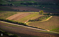 Tokajské vinice II