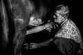 Život rumunských pastierov