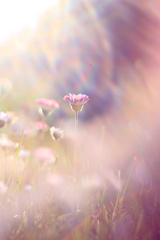 .. zapadajúce kvety ..