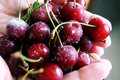 black cherries.