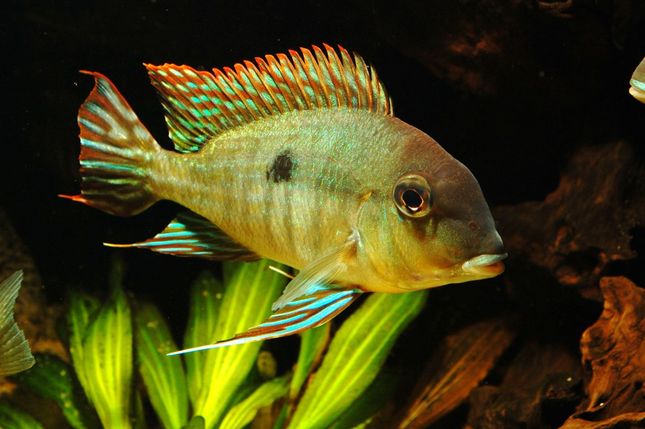 Geophagus tapajos red head