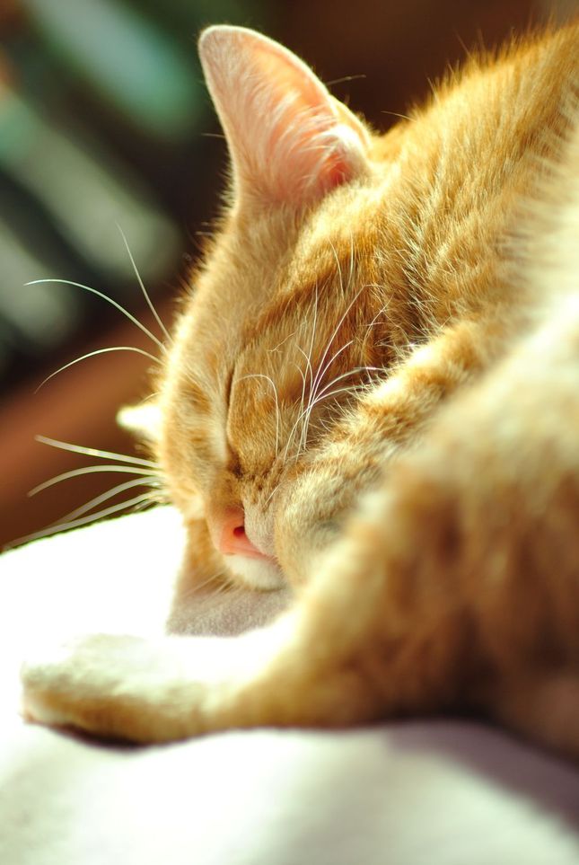 Siesta