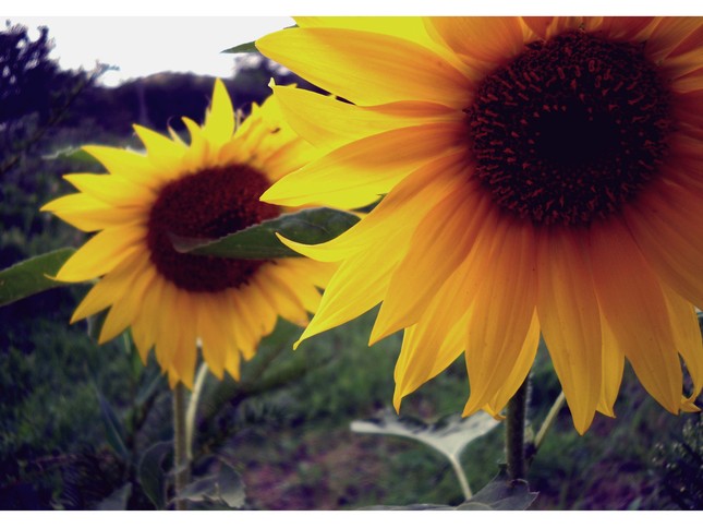 to sun