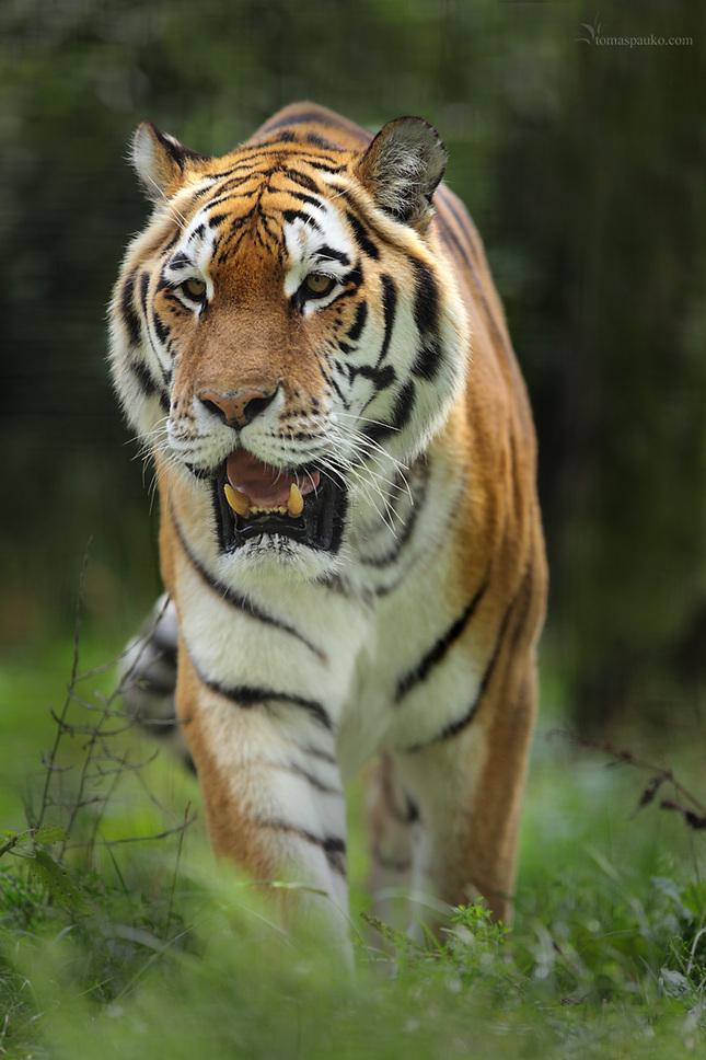 Sumatransky Tiger