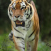 Sumatransky Tiger