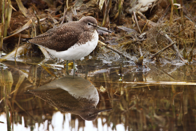 Green sandpiper