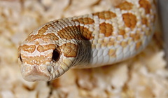Heterodon nasicus