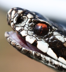 Vipera Berus