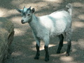 koza