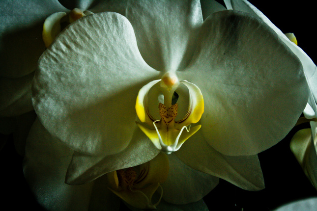 Phalaenopsis