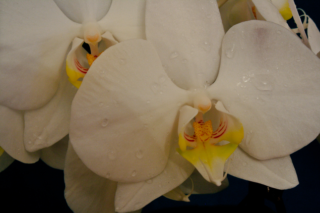 Phalaenopsis