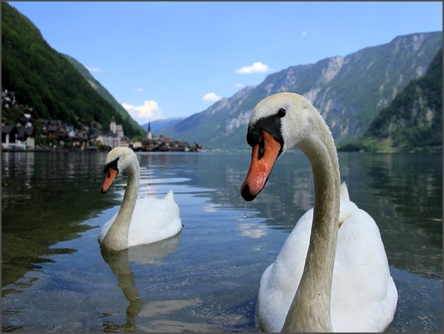 Hallstatt Swan