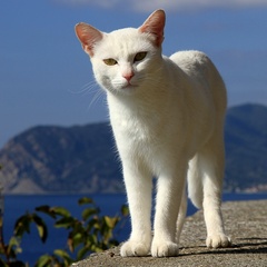 Stredomorská cica