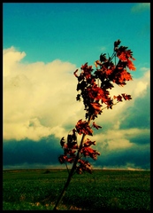 lonely like this tree