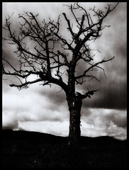 Horror tree