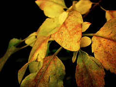 Leaves