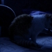 Cat in moonlight