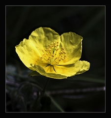 makro