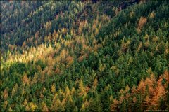 Wicklow forest