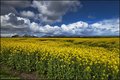 Irish fields...